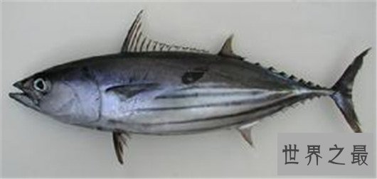 十种时速最快的海洋动物,它的速度连猎豹都赶不上