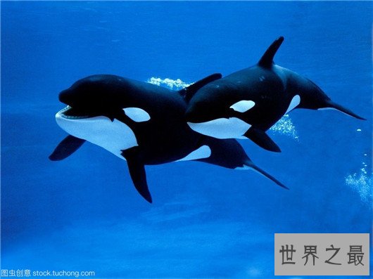 十种时速最快的海洋动物,它的速度连猎豹都赶不上