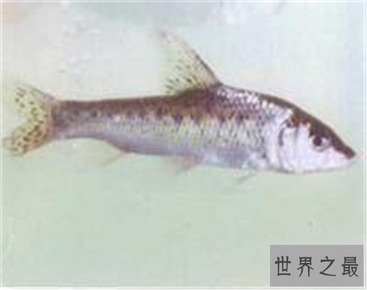 十种时速最快的海洋动物,它的速度连猎豹都赶不上