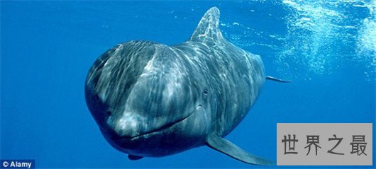 十种时速最快的海洋动物,它的速度连猎豹都赶不上