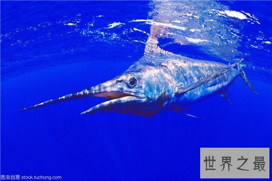 十种时速最快的海洋动物,它的速度连猎豹都赶不上