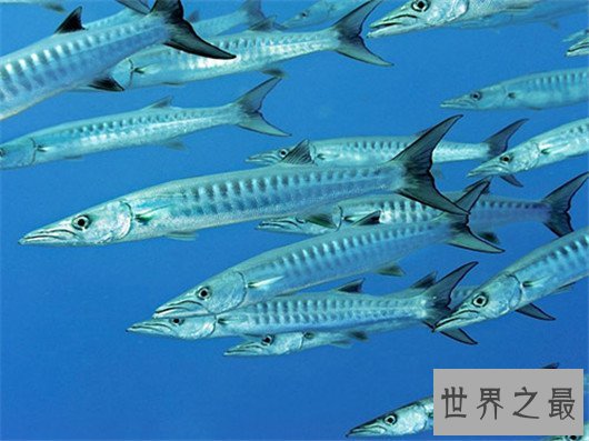 十种时速最快的海洋动物,它的速度连猎豹都赶不上