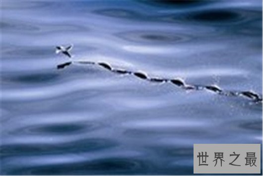 十种时速最快的海洋动物,它的速度连猎豹都赶不上