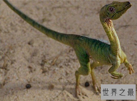 世界上最小的恐龙,最小的恐龙只有4cm长