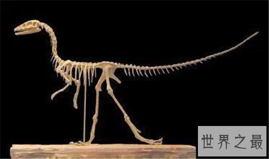 世界上最小的恐龙,最小的恐龙只有4cm长