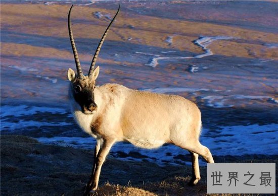 国家一级保护动物前十，国宝大熊猫依旧可爱！