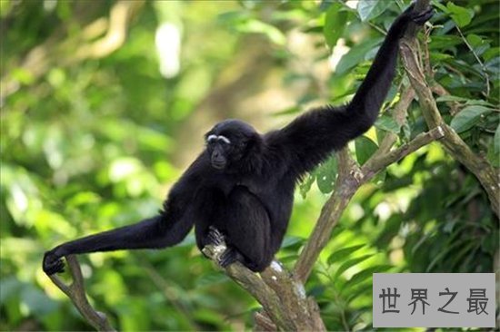 国家一级保护动物前十，国宝大熊猫依旧可爱！