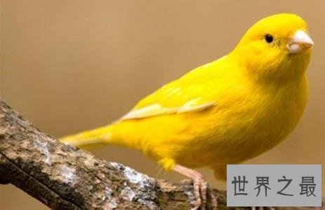 适合家养的十种鸟类,爱养鸟的人不容错过哦!