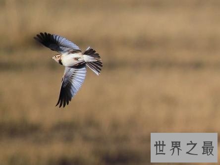 适合家养的十种鸟类,爱养鸟的人不容错过哦!