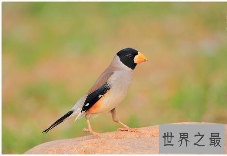 适合家养的十种鸟类,爱养鸟的人不容错过哦!