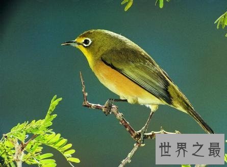 适合家养的十种鸟类,爱养鸟的人不容错过哦!