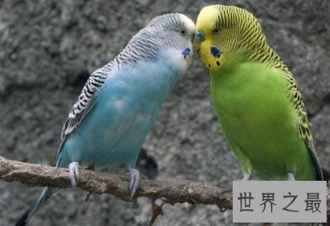 适合家养的十种鸟类,爱养鸟的人不容错过哦!