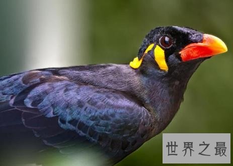 适合家养的十种鸟类,爱养鸟的人不容错过哦!