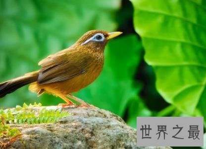 适合家养的十种鸟类,爱养鸟的人不容错过哦!