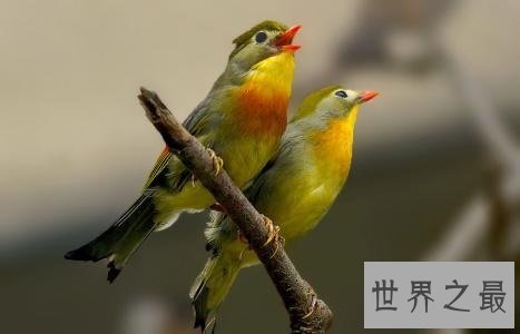 适合家养的十种鸟类,爱养鸟的人不容错过哦!