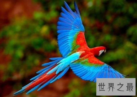 适合家养的十种鸟类,爱养鸟的人不容错过哦!