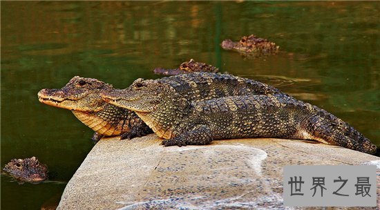 濒临动物有哪些,看看有哪些是你不知道的!