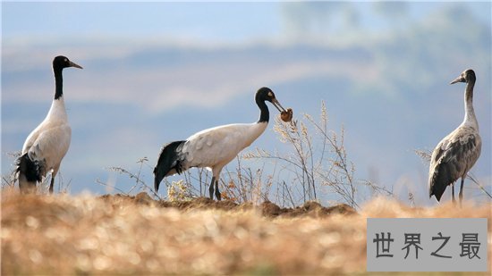 濒临动物有哪些,看看有哪些是你不知道的!