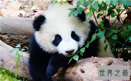 濒临动物有哪些,看看有哪些是你不知道的!