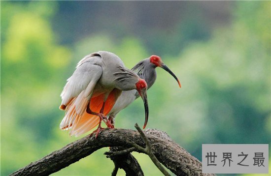 濒临动物有哪些,看看有哪些是你不知道的!