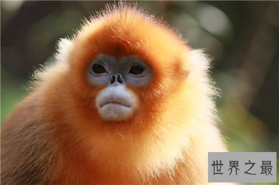 濒临动物有哪些,看看有哪些是你不知道的!