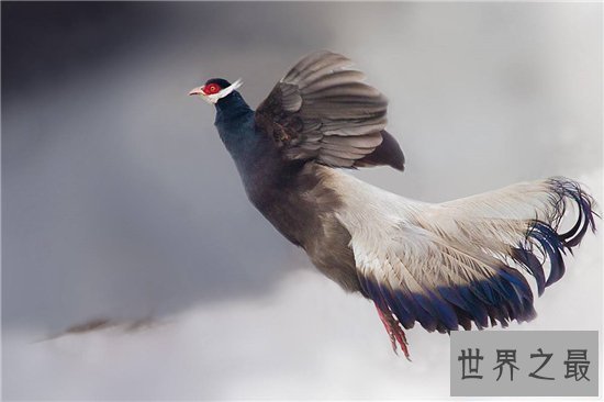 濒临动物有哪些,看看有哪些是你不知道的!