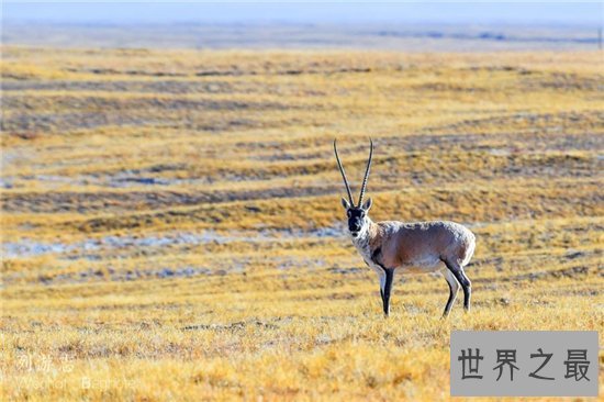 濒临动物有哪些,看看有哪些是你不知道的!