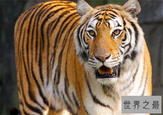 濒临动物有哪些,看看有哪些是你不知道的!