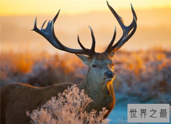 濒临动物有哪些,看看有哪些是你不知道的!