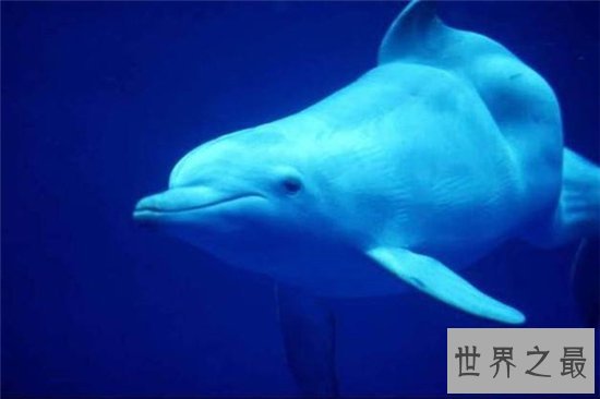 濒临动物有哪些,看看有哪些是你不知道的!