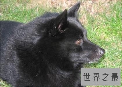 十大适合家养的中型狗，你想养哪种呢？