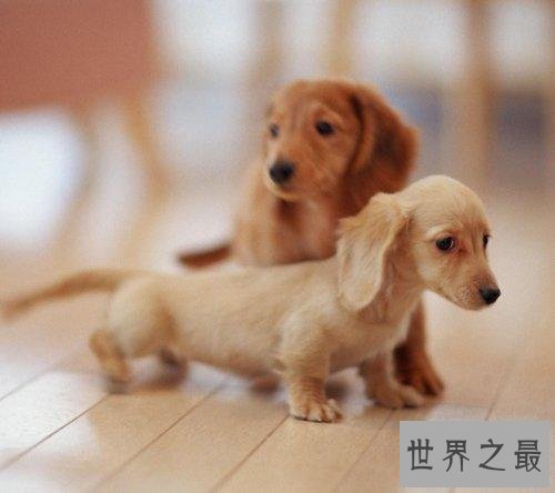 十大适合家养的中型狗，你想养哪种呢？