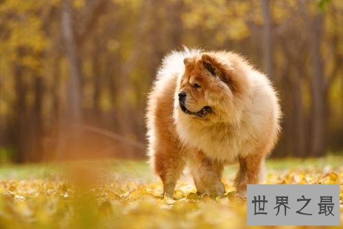 十大适合家养的中型狗，你想养哪种呢？