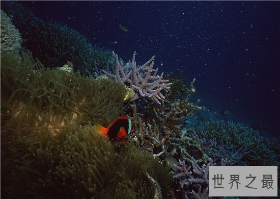 世界最大的十个海洋排行榜,珊瑚海的深度高达2394米!