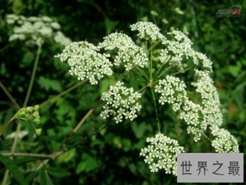 全球最致命的十种植物,蓖麻子使用不当会导致肾衰竭!