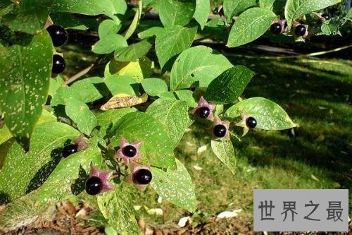 全球最致命的十种植物,蓖麻子使用不当会导致肾衰竭!