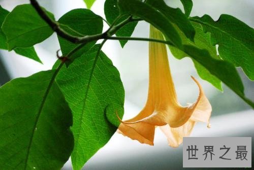 全球最致命的十种植物,蓖麻子使用不当会导致肾衰竭!