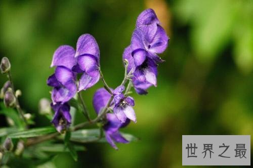 全球最致命的十种植物,蓖麻子使用不当会导致肾衰竭!