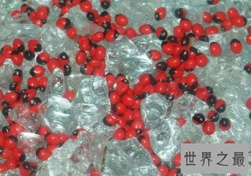 全球最致命的十种植物,蓖麻子使用不当会导致肾衰竭!