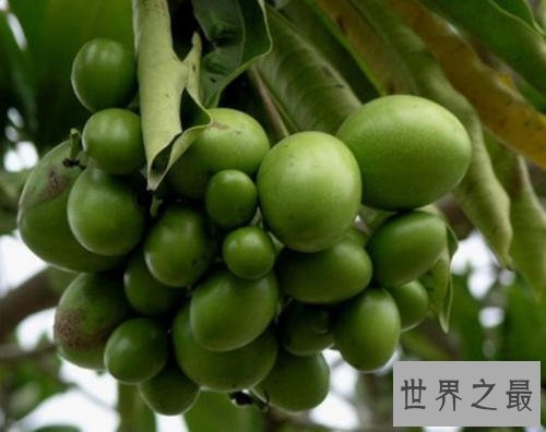 全球最致命的十种植物,蓖麻子使用不当会导致肾衰竭!