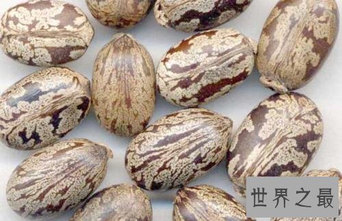 全球最致命的十种植物,蓖麻子使用不当会导致肾衰竭!
