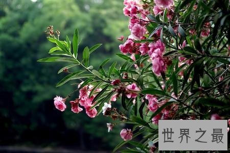 全球最致命的十种植物,蓖麻子使用不当会导致肾衰竭!