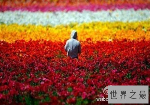 全球最美十大花海,这里是一个拍照片的好地方