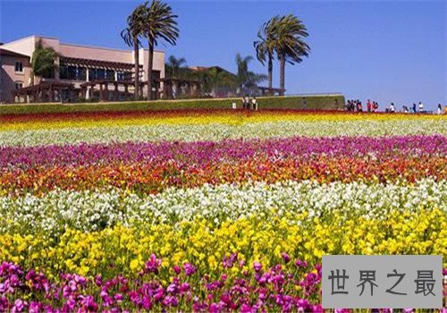 全球最美十大花海,这里是一个拍照片的好地方