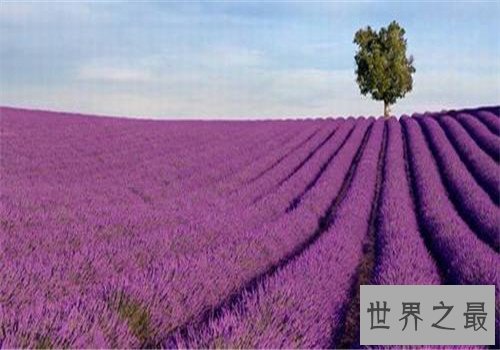 全球最美十大花海,这里是一个拍照片的好地方