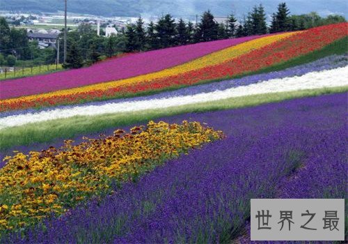全球最美十大花海,这里是一个拍照片的好地方