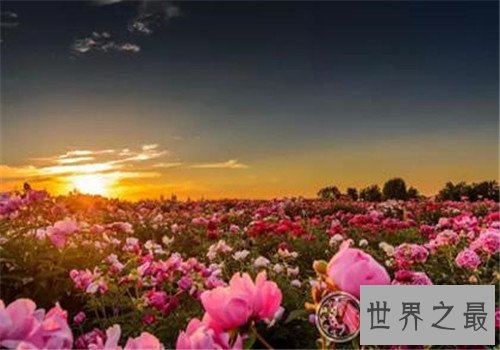 全球最美十大花海,这里是一个拍照片的好地方