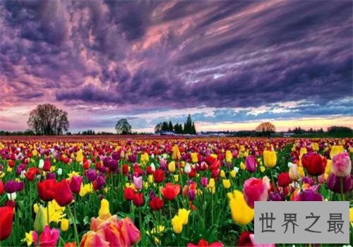 全球最美十大花海,这里是一个拍照片的好地方