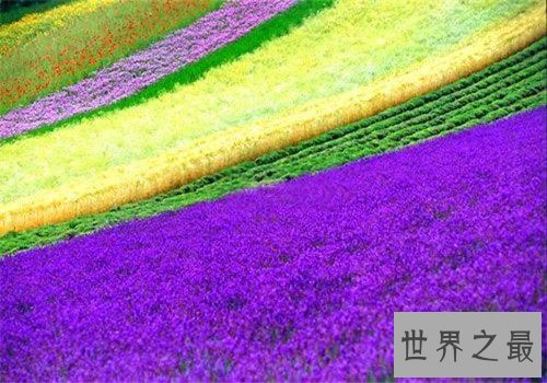 全球最美十大花海,这里是一个拍照片的好地方