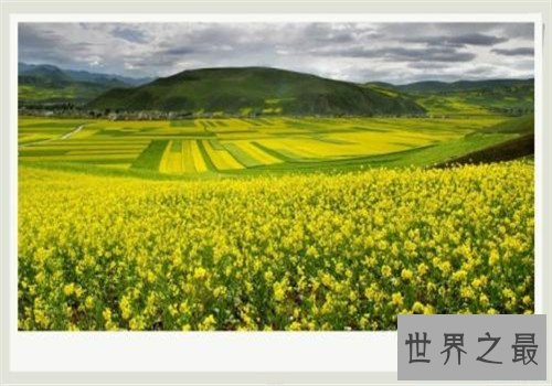 全球最美十大花海,这里是一个拍照片的好地方